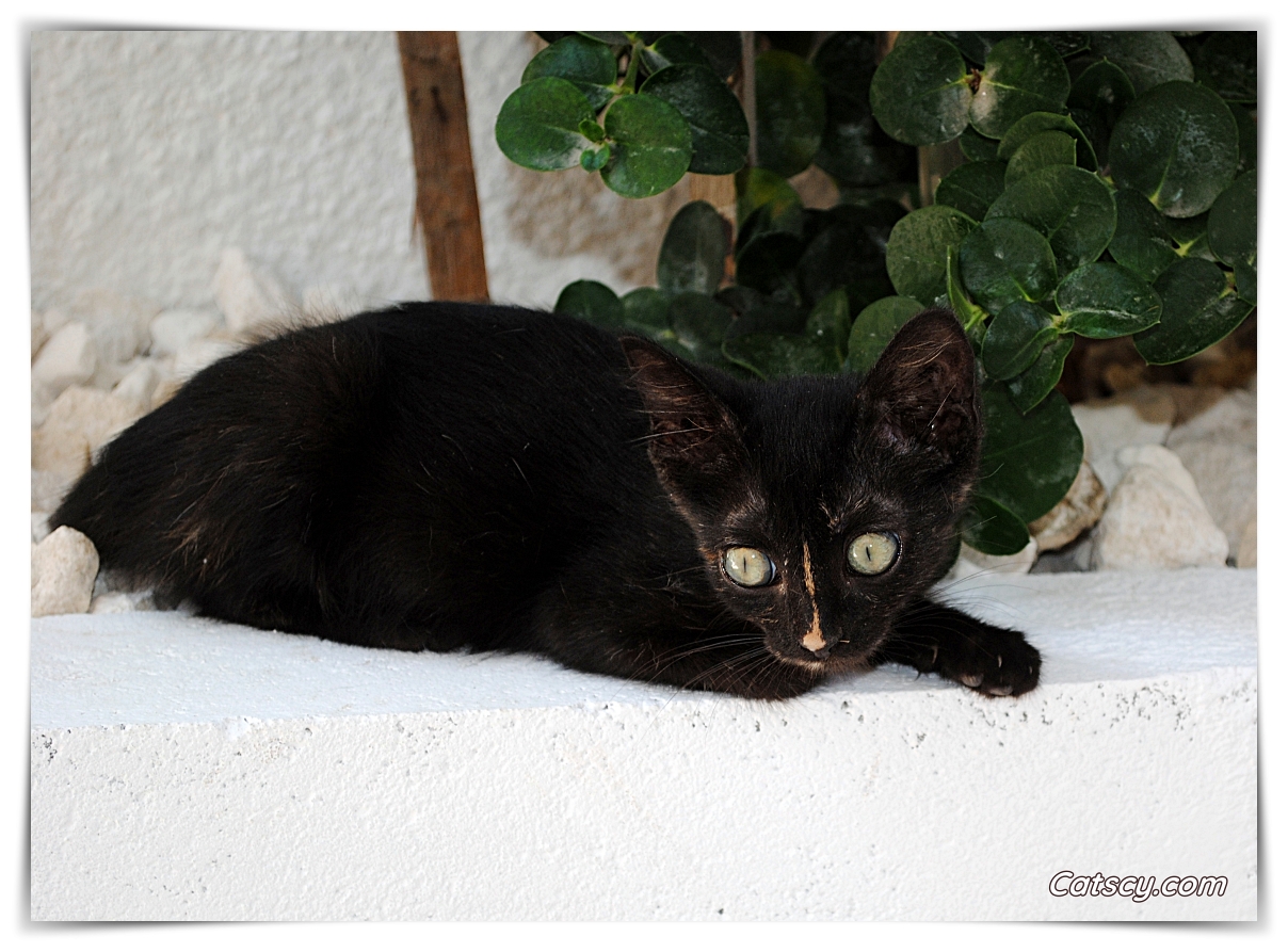 A black kitten on a white wall