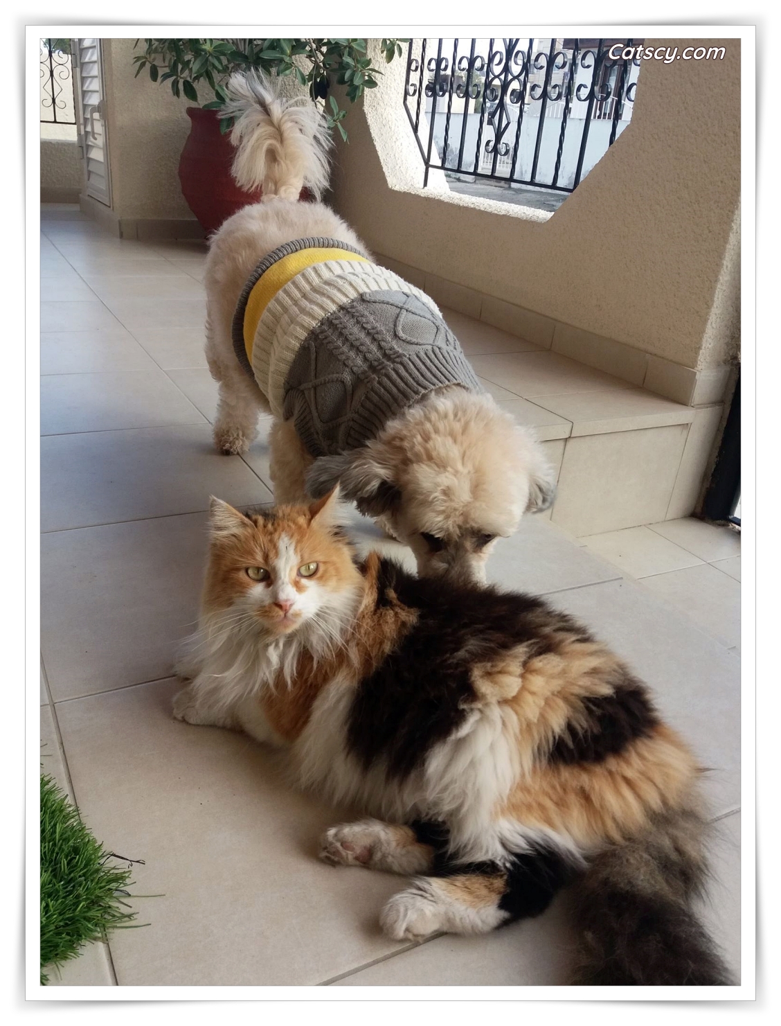A fluffy cat with thick fur relaxes on a tiled veranda in Cyprus, while a small dog in a sweater sniffs nearby, appearing to admire the cat’s natural coat on a chilly day.