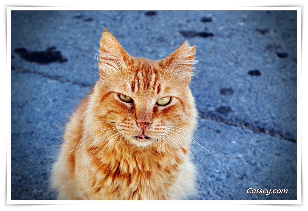 An orange tabby alpha male cat, with a nipped ear, is staring at the lens