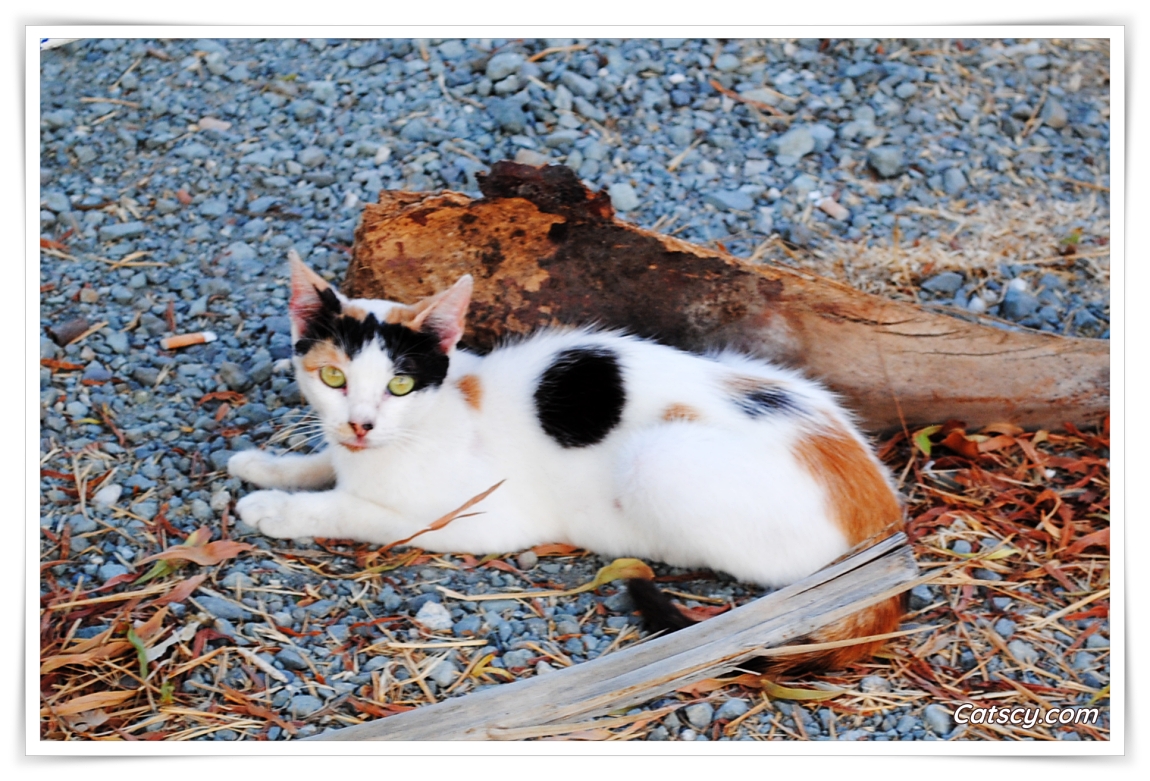 Semi-feral calico cat resting on gravel near a feeding station at the outskirts of Larnaca, Cyprus