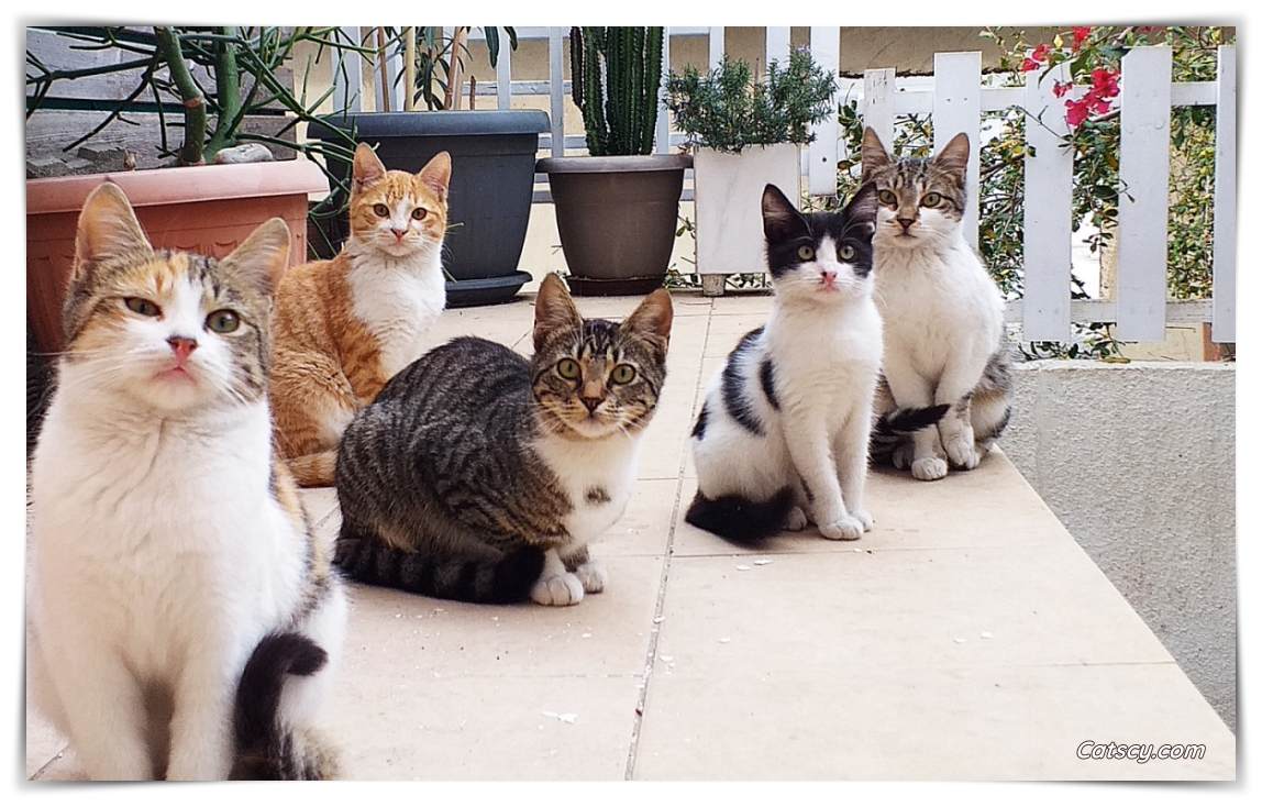 Five younger cats, on a balcony, are looking at the lens