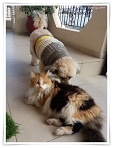 A fluffy cat with thick fur relaxes on a tiled veranda in Cyprus, while a small dog in a sweater sniffs nearby, appearing to admire the cat’s natural coat on a chilly day.